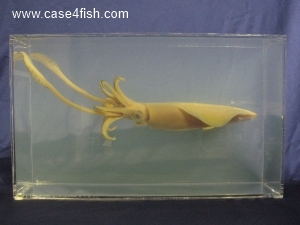 Foto Galerie/Cephalopoda/Loligo vulgaris_01/Loligo vulgaris_10_S.jpg